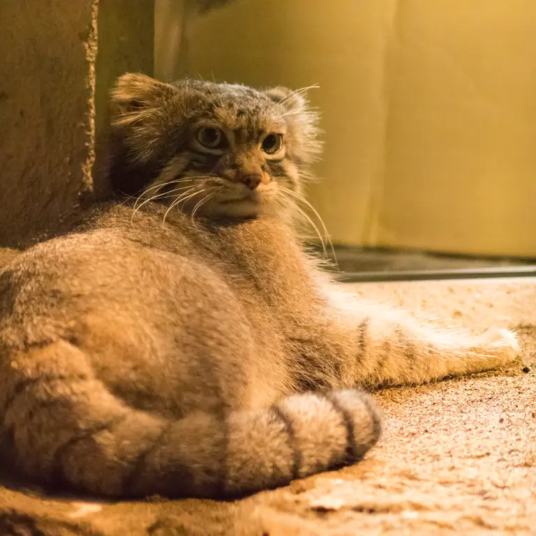 野毛山動物園のフィーガの写真