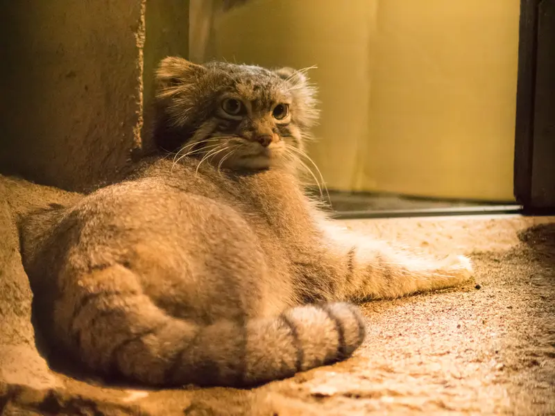 野毛山動物園のフィーガの写真