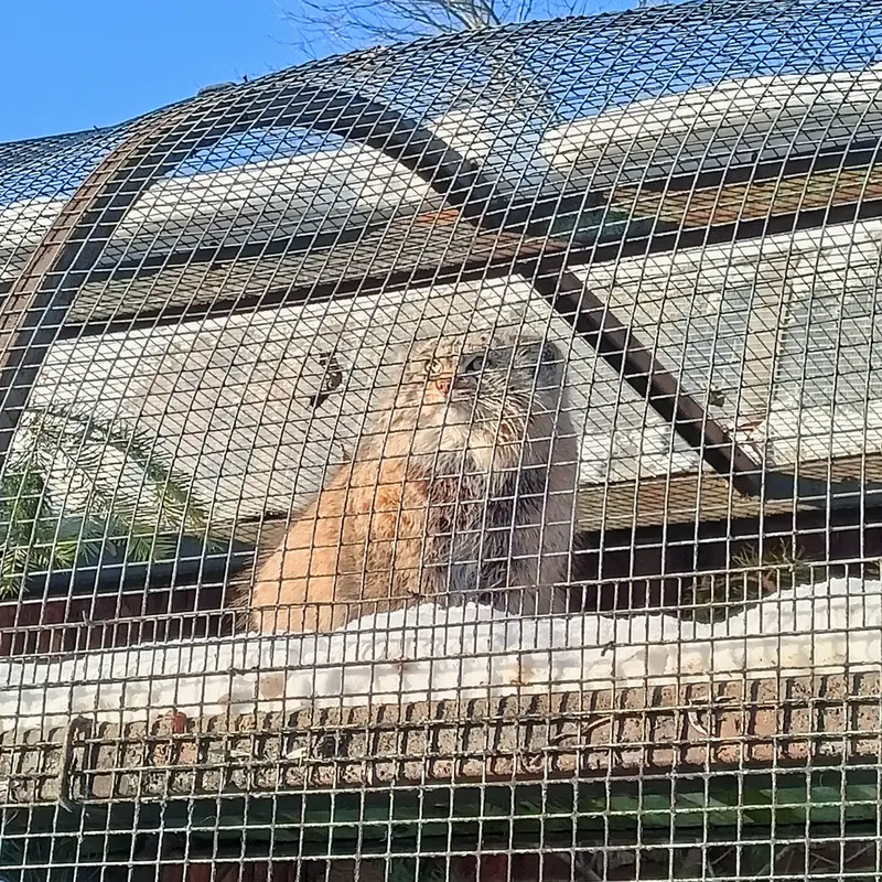 マヌルネコの写真