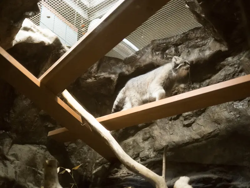 恩賜上野動物園のクリョンの写真