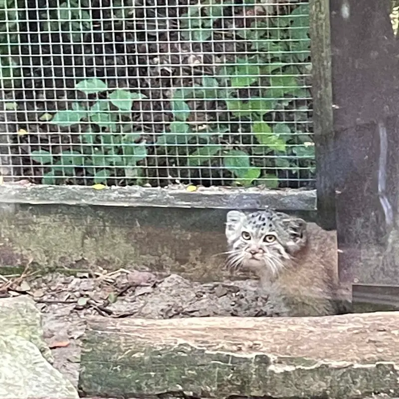 コシツェ動物園のアラニの子（2026年生まれ）Ⅱの写真