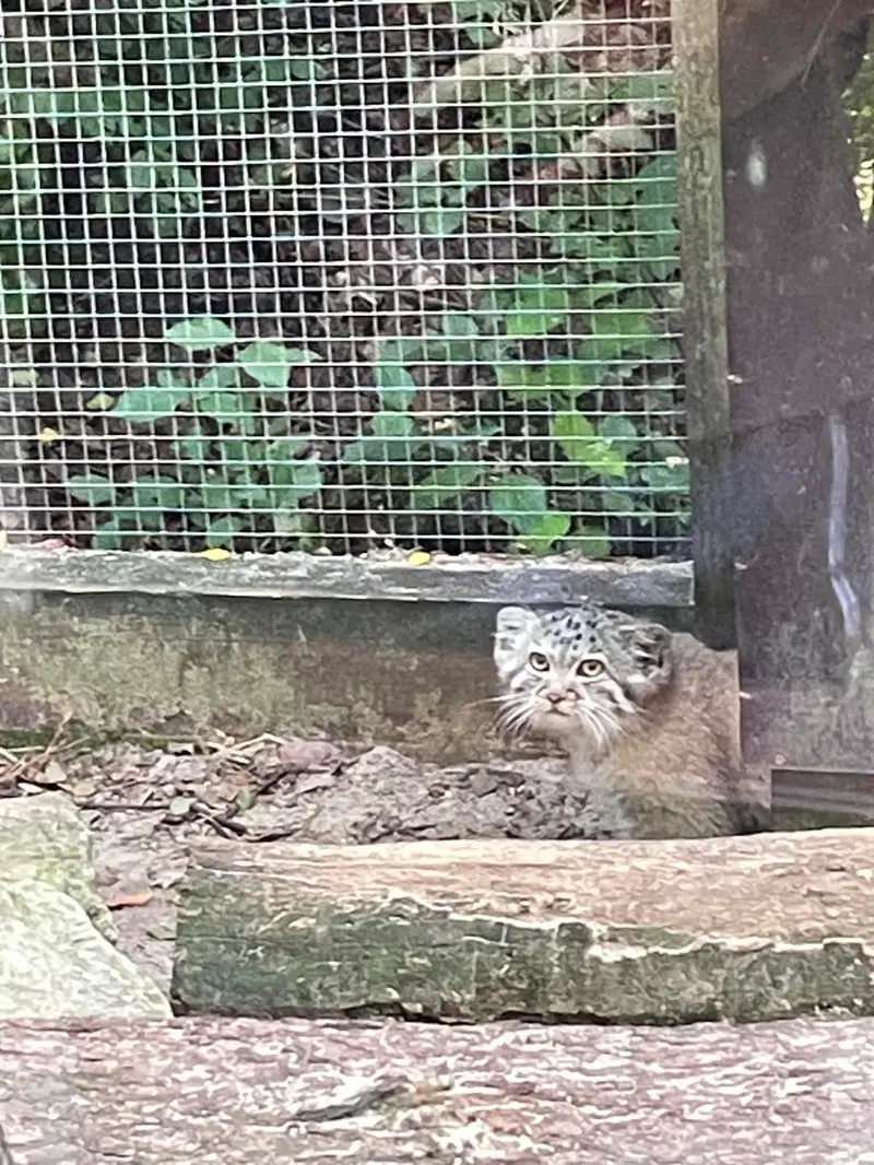コシツェ動物園のアラニの子（2026年生まれ）Ⅱの写真