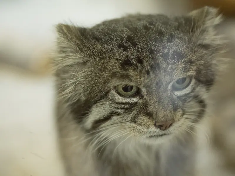 恩賜上野動物園のクリョンの写真