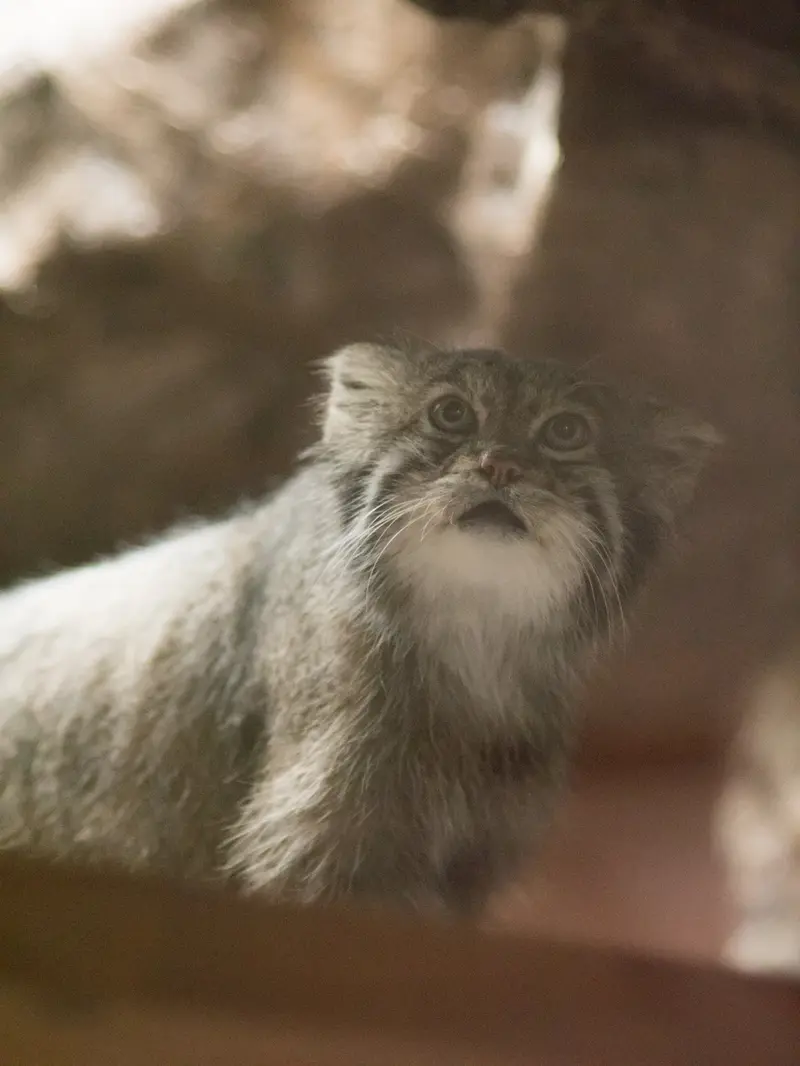 恩賜上野動物園のクリョンの写真