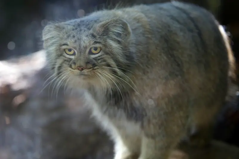 コシツェ動物園のアイセンの写真