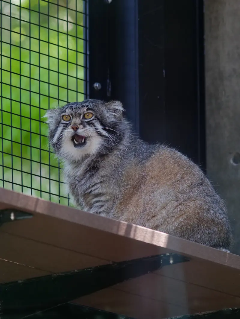 旭山動物園のグルーシャの写真
