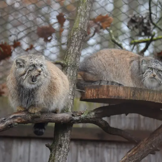 ブルノ動物園のナミカの写真