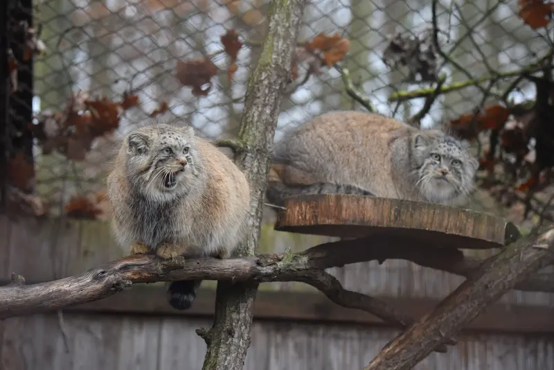 ブルノ動物園のナミカの写真