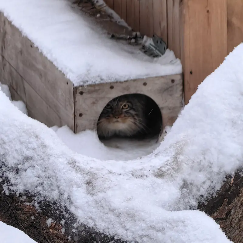 ノヴォシビルスク動物園のアッケムの写真
