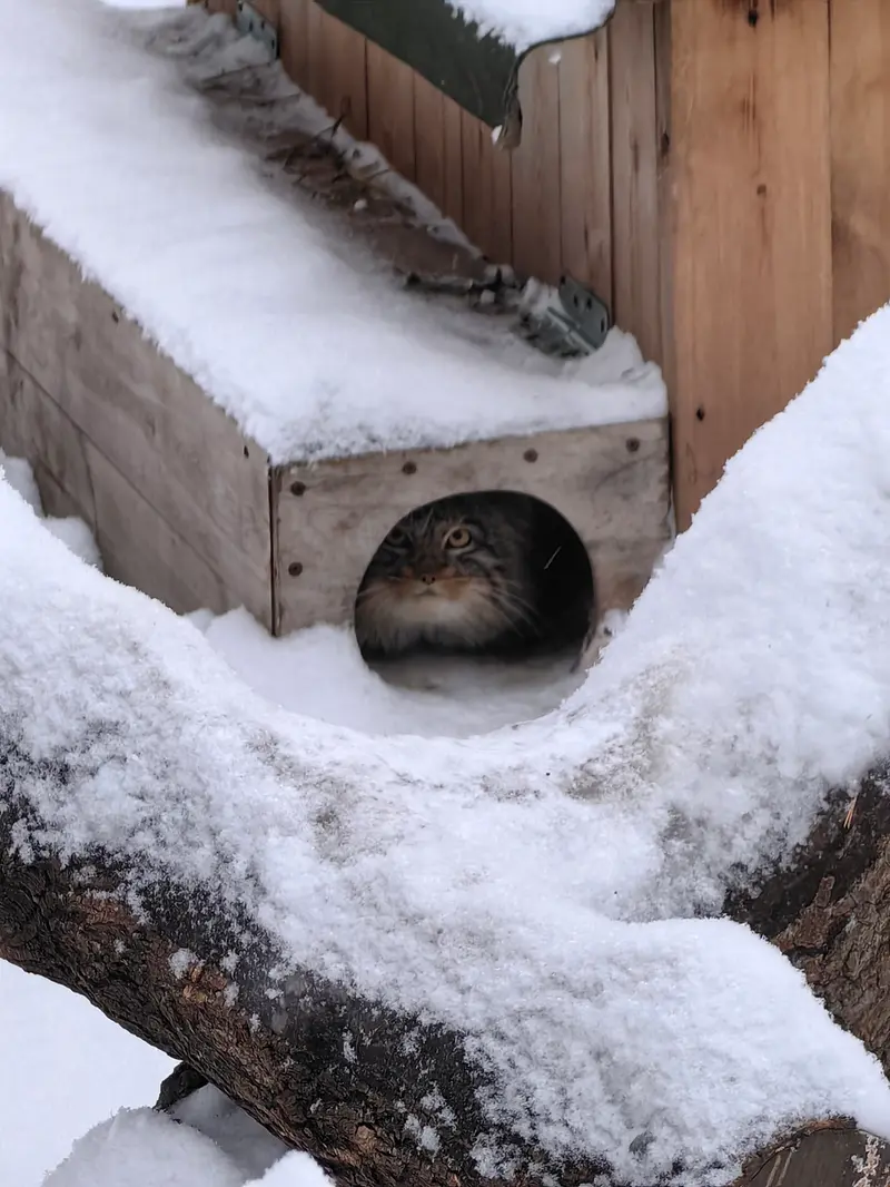 ノヴォシビルスク動物園のアッケムの写真