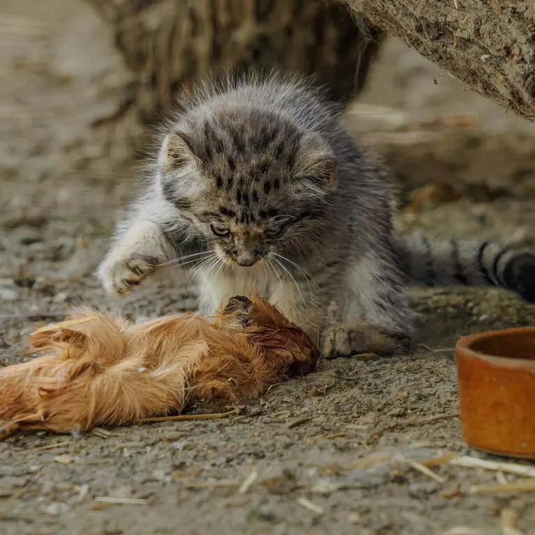 ブルノ動物園のマヌルネコの写真