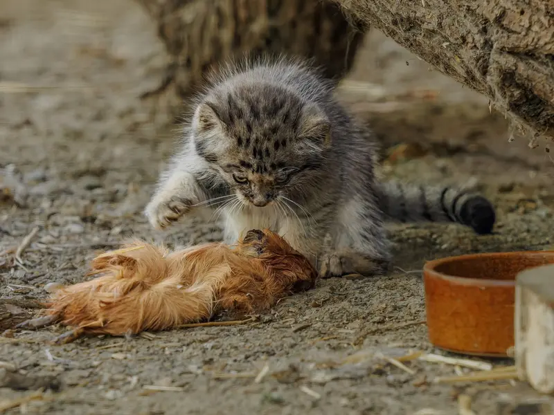 ブルノ動物園のマヌルネコの写真