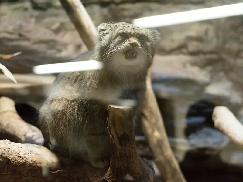 恩賜上野動物園のクリョンの写真
