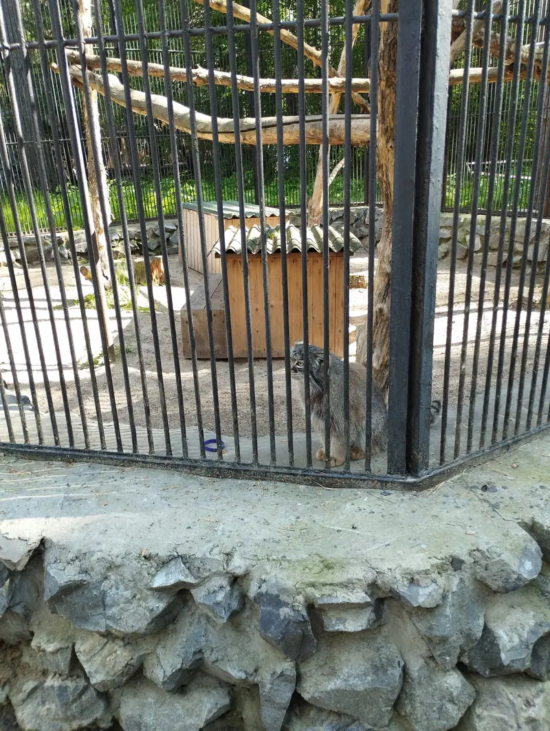 ノヴォシビルスク動物園のマヌルネコの写真