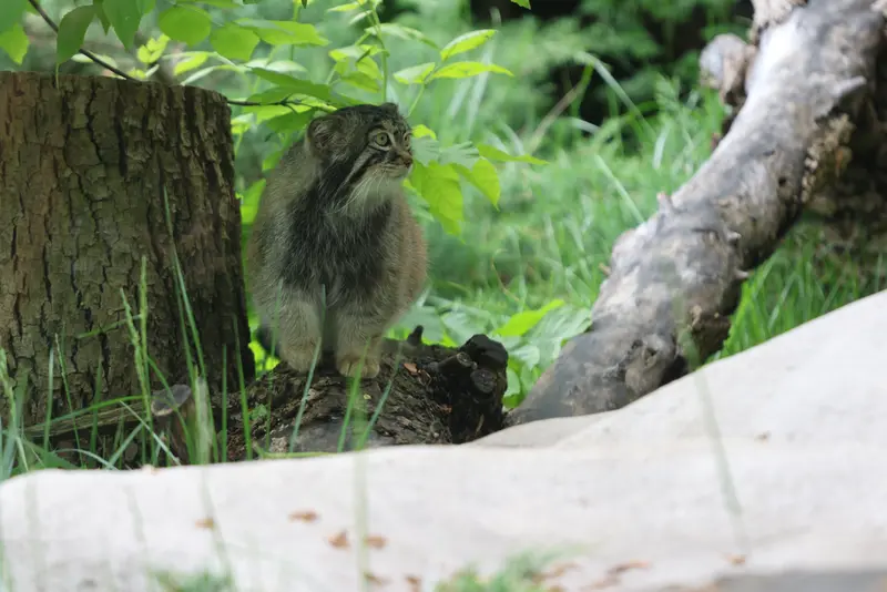 モスクワ動物園のティモフェイの写真