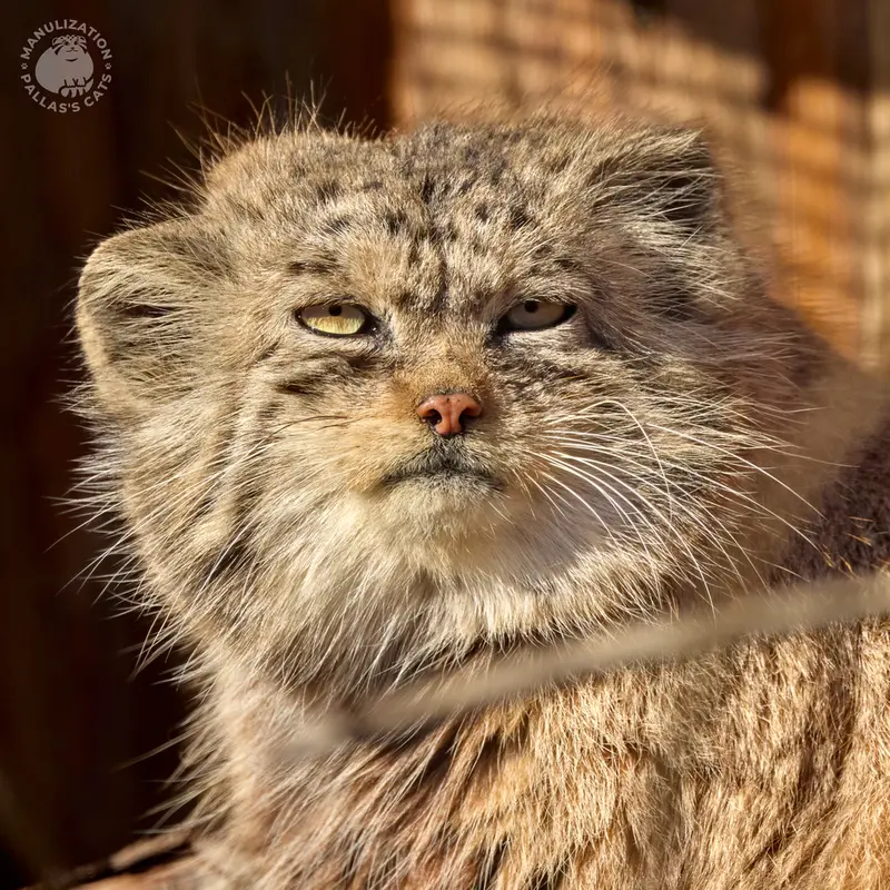 レニングラード動物園のナミカの写真