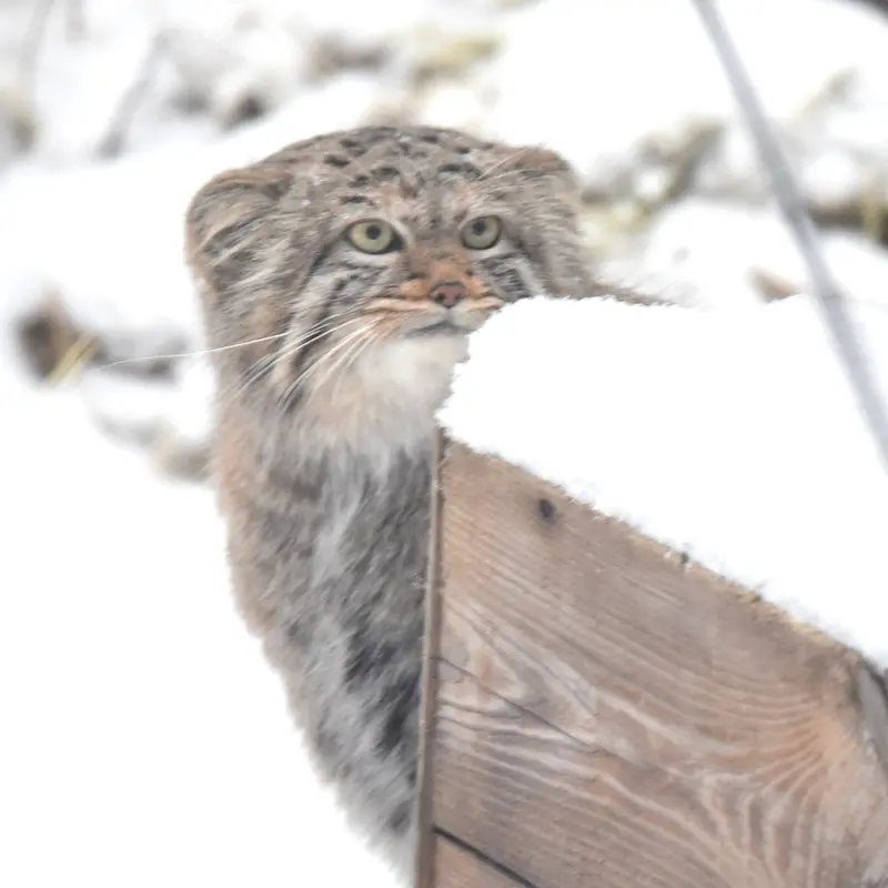 ノヴォシビルスク動物園のザラの写真