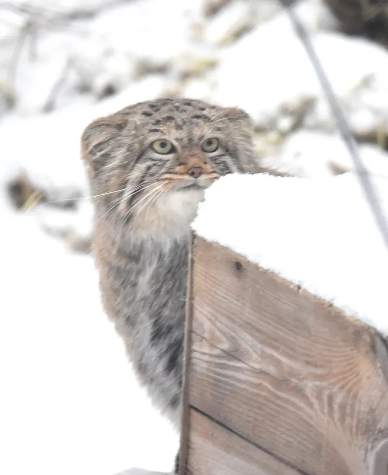 ノヴォシビルスク動物園のザラの写真