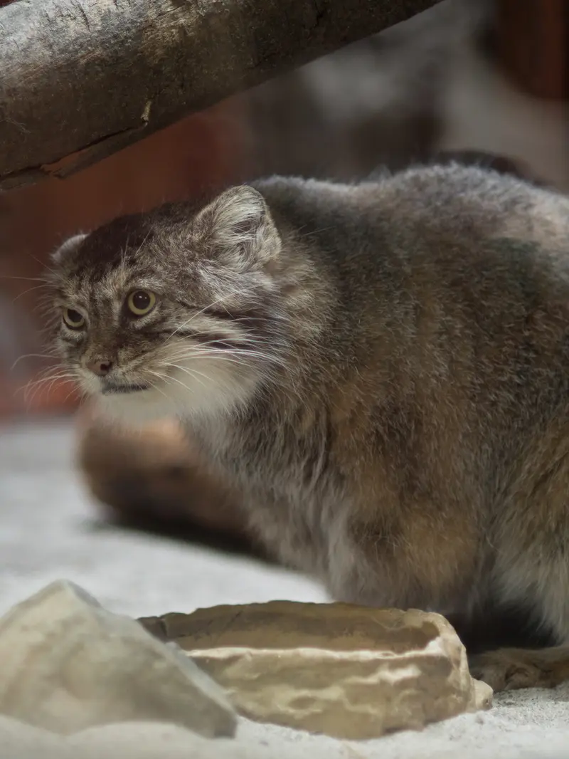 恩賜上野動物園のプリームラの写真