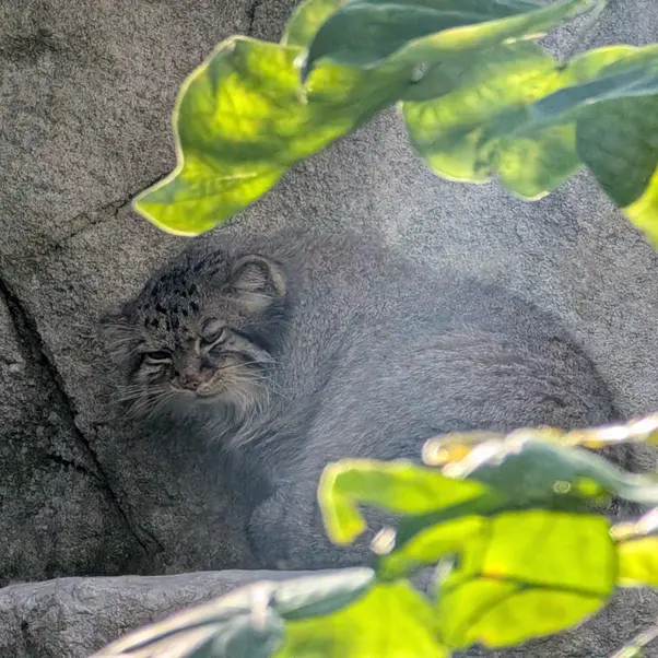 コロンバス動物園・水族館のティーナの写真