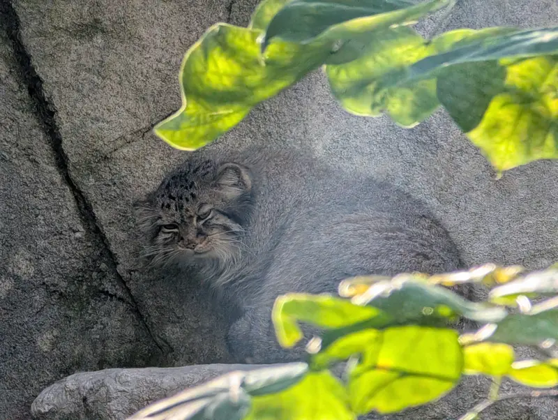 コロンバス動物園・水族館のティーナの写真