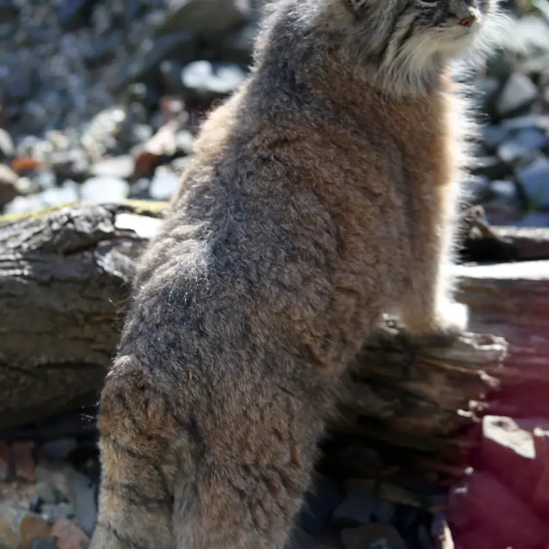 オストラヴァ動物園のモイラの写真