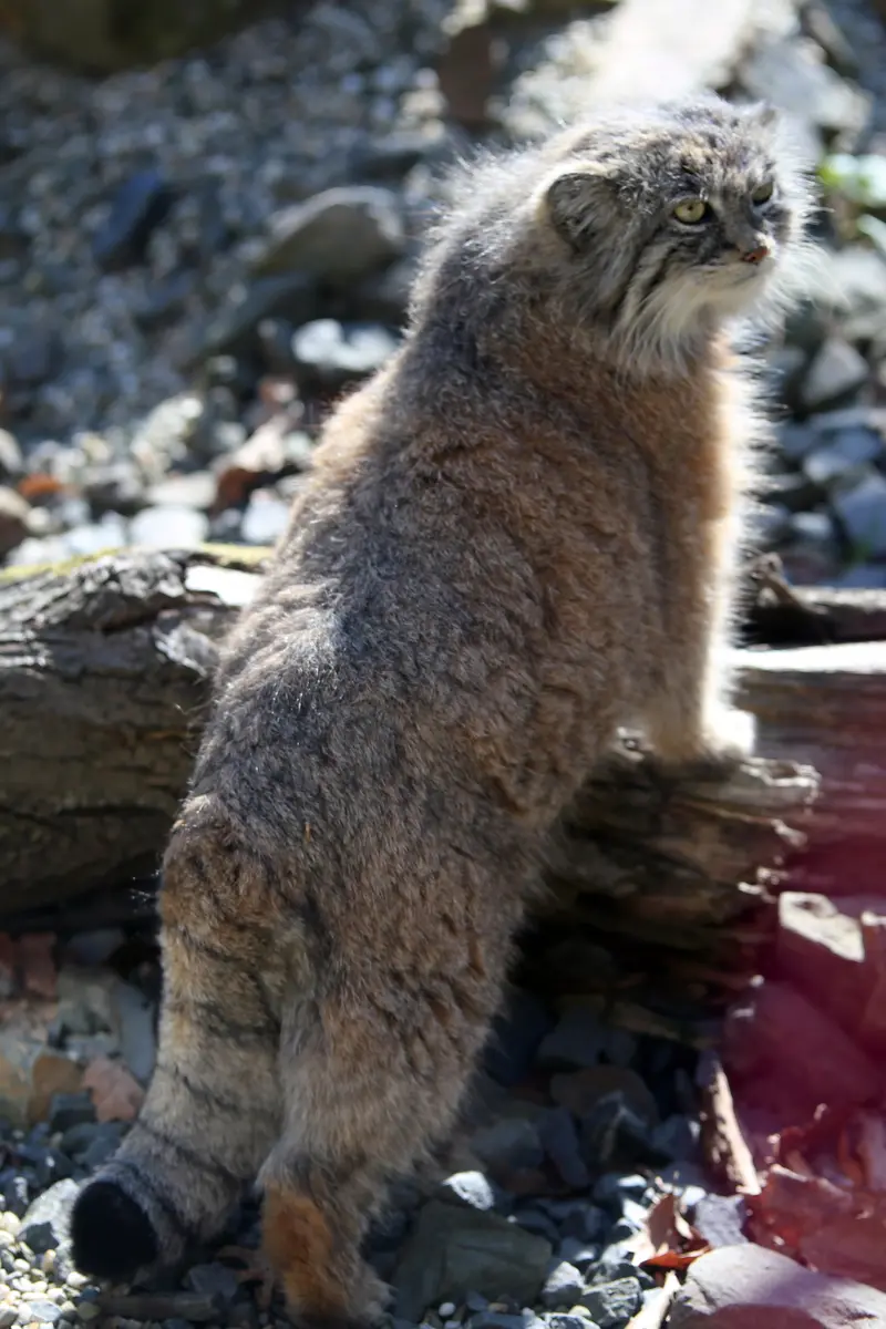 オストラヴァ動物園のモイラの写真