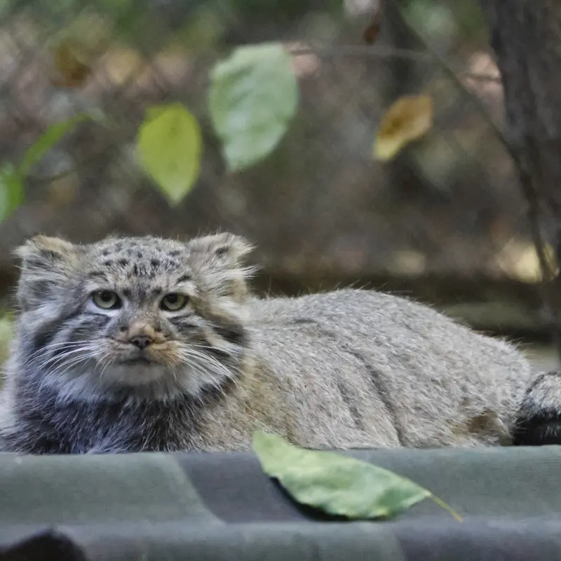 ノヴォシビルスク動物園のロロの娘 b.2026 Ⅰの写真