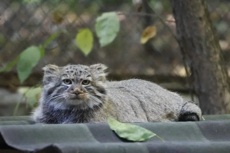 ノヴォシビルスク動物園のロロの息子 b.2026 Ⅱの写真