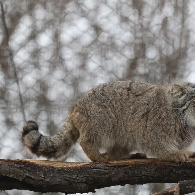 コルケアサーリ動物園のアルカスの写真