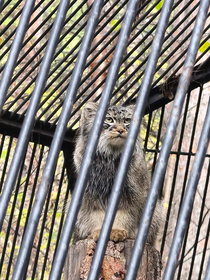 ノヴォシビルスク動物園のレオンの写真