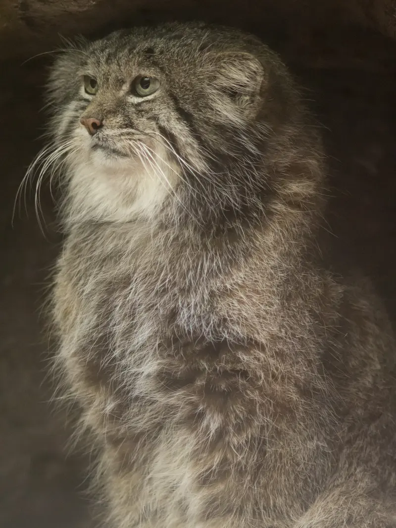 恩賜上野動物園のクリョンの写真