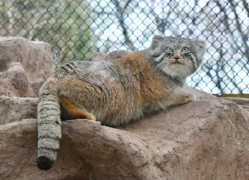 埼玉県こども動物自然公園のロータスの写真