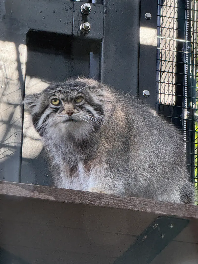 旭山動物園のグルーシャの写真