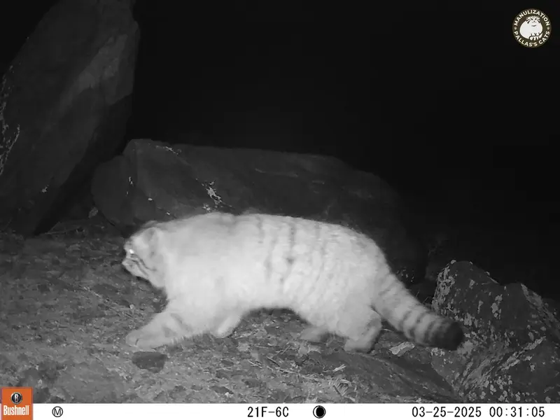 マヌルネコの写真