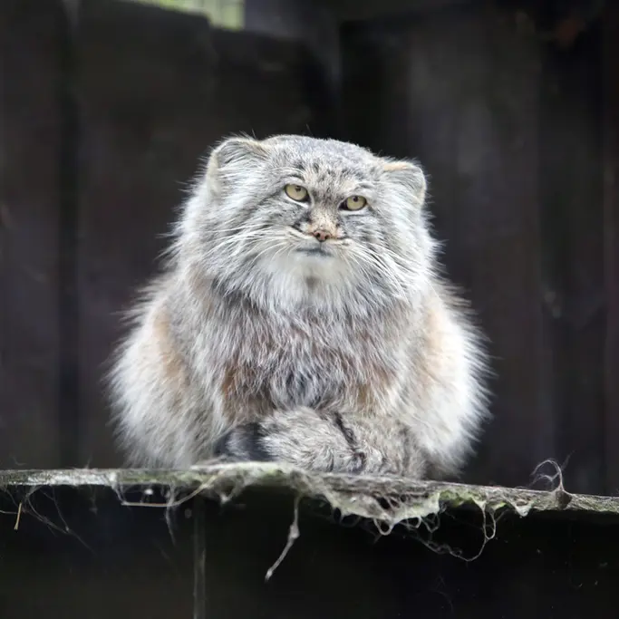コシツェ動物園のアイセンの写真