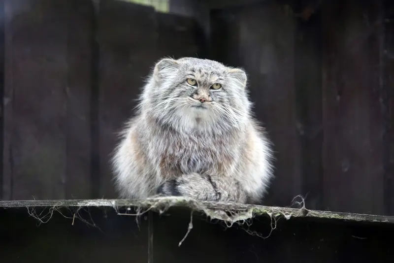 コシツェ動物園のアイセンの写真