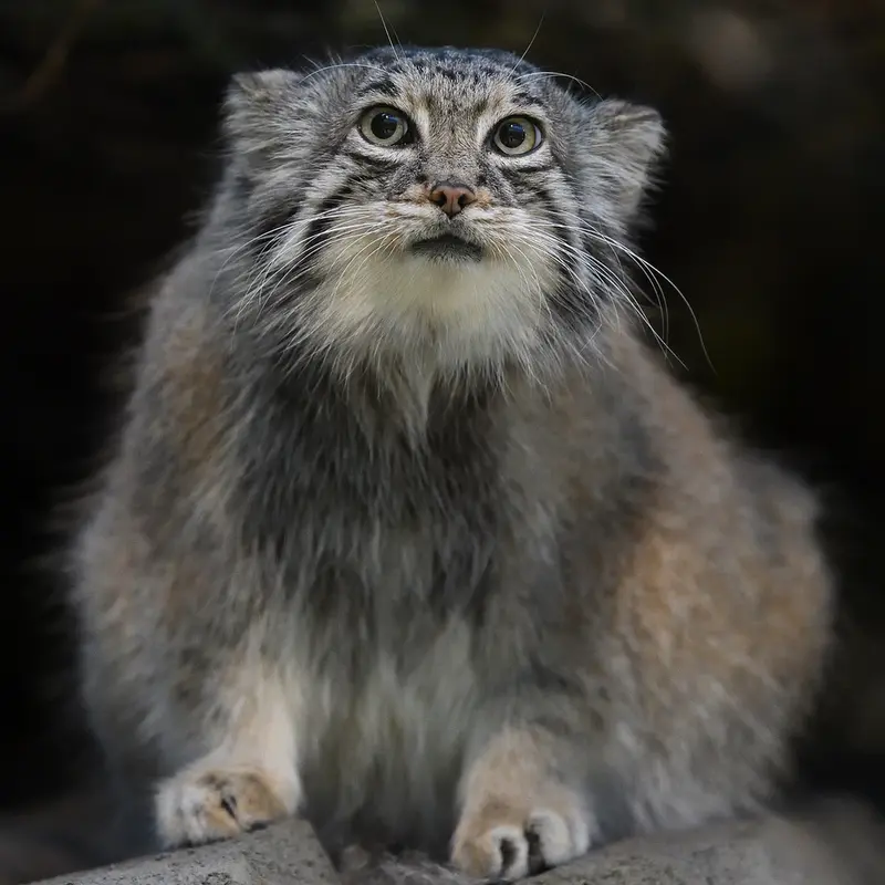 神戸どうぶつ王国のアズの写真