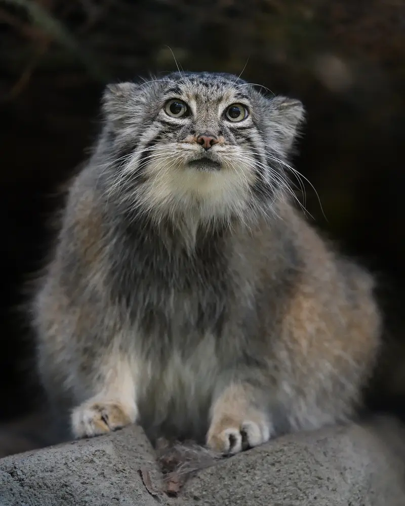 神戸どうぶつ王国のアズの写真