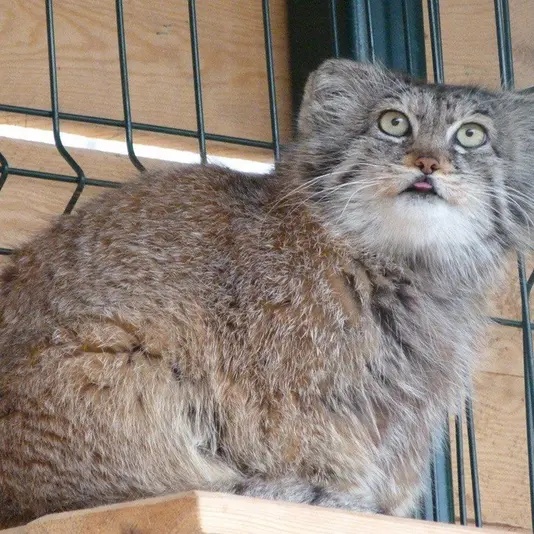 バルナウル動物園「レースナヤ・スカースカ」のペペの写真