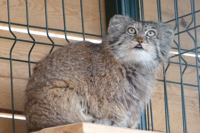 バルナウル動物園「レースナヤ・スカースカ」のペペの写真