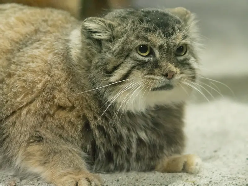 恩賜上野動物園のプリームラの写真