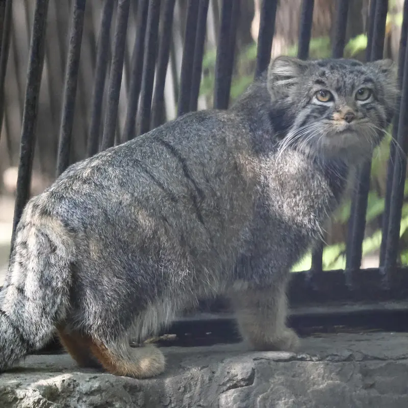 ノヴォシビルスク動物園のカトゥンの写真