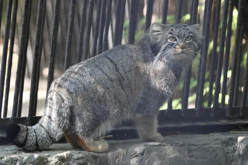ノヴォシビルスク動物園のカトゥンの写真