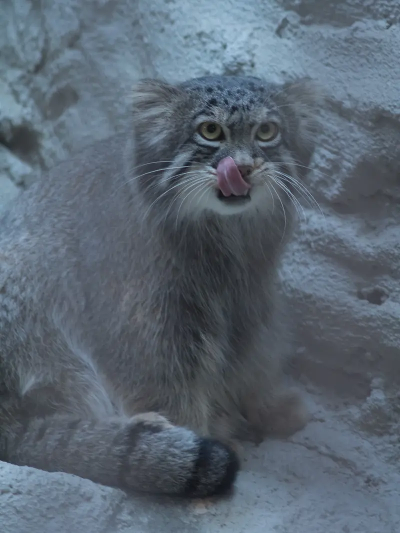 野毛山動物園のフィーガの写真