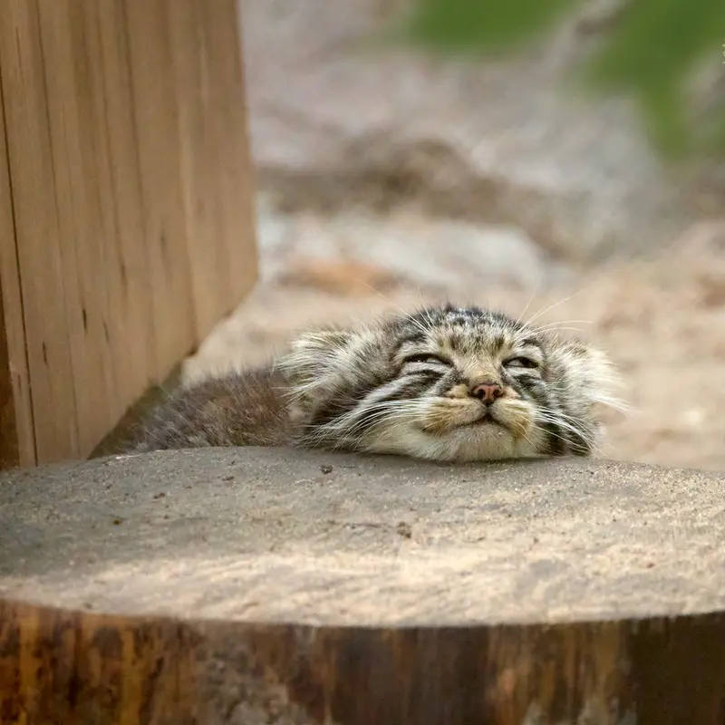 ノヴォシビルスク動物園のイヴの子（2026年生まれ）Ⅲの写真