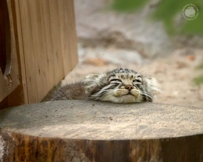 ノヴォシビルスク動物園のマヌルネコの写真