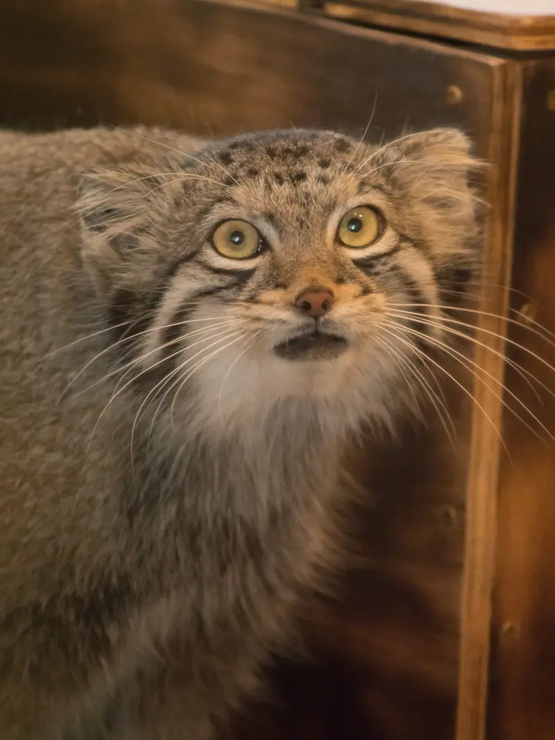埼玉県こども動物自然公園のオトの写真