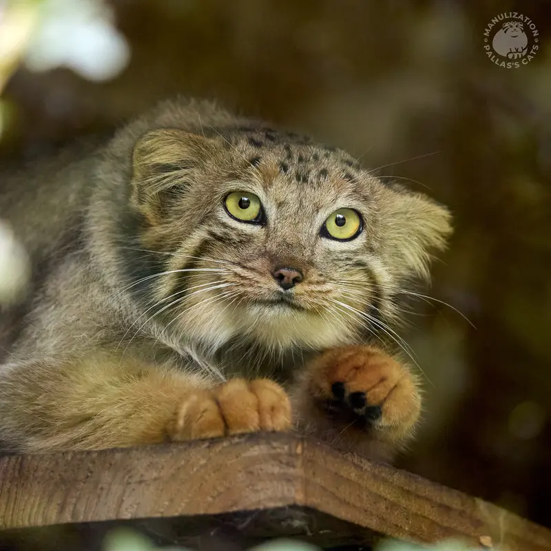 エレバン動物園のナレの写真