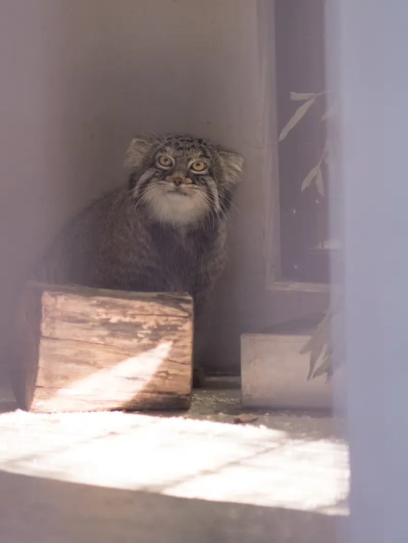 野毛山動物園のフィーガの写真